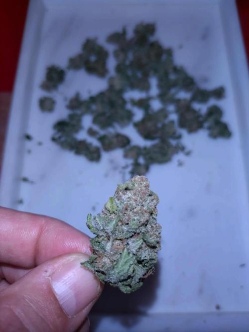 Guava Runtz. Week 11