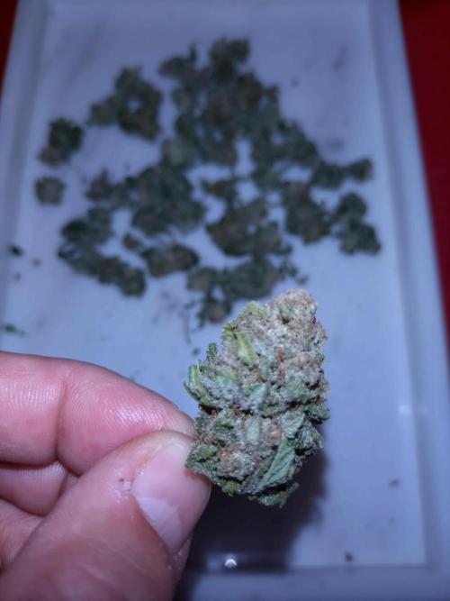 Guava Runtz. Week 11