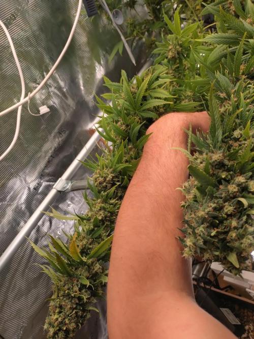 Lemon Mandarin. Week 18