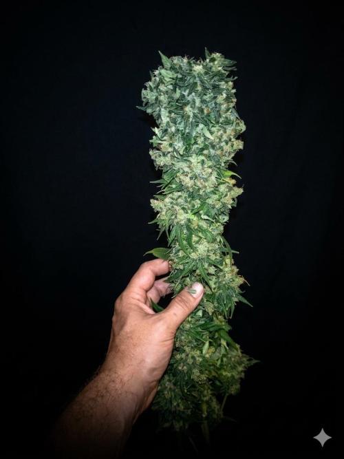 Lemon Mandarin. Week 19