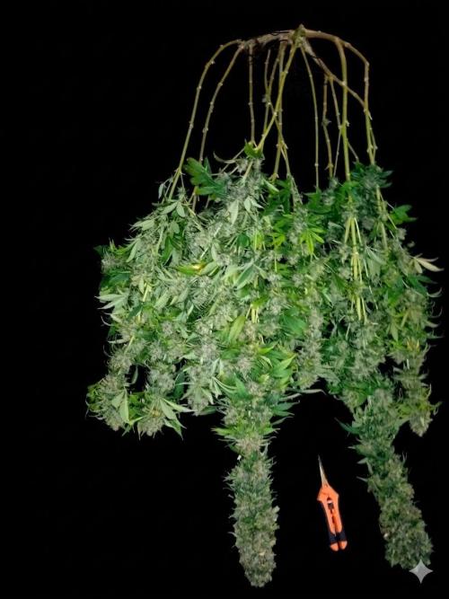Lemon Mandarin. Week 19