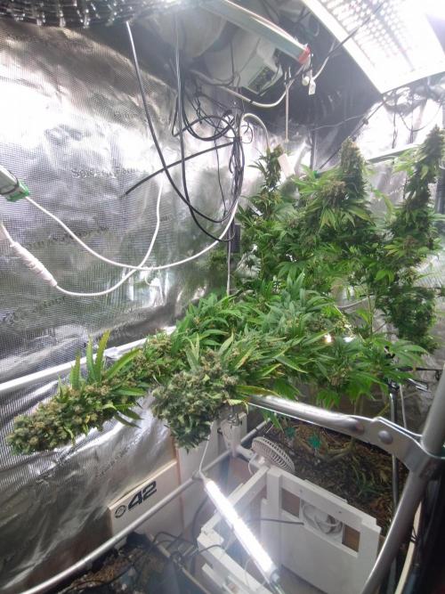 Lemon Mandarin. Week 19
