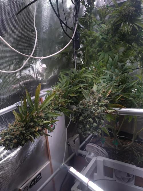 Lemon Mandarin. Week 19