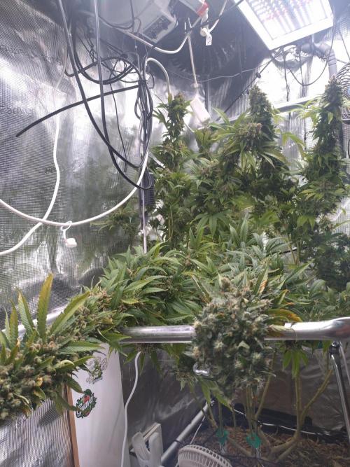 Lemon Mandarin. Week 19