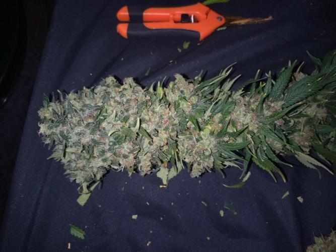 Lemon Mandarin. Week 19