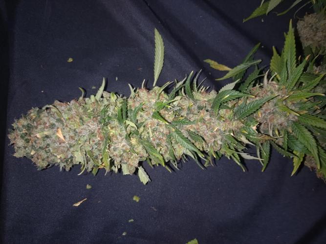 Lemon Mandarin. Week 19