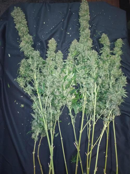 Lemon Mandarin. Week 19