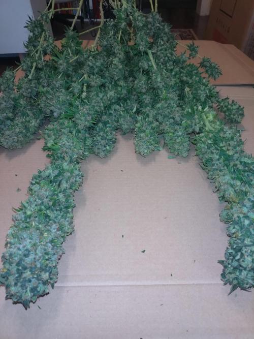 Lemon Mandarin. Week 19