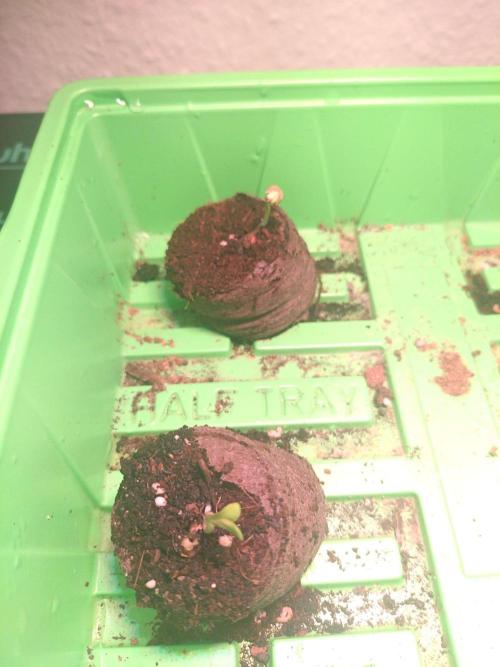 Living Soil Mendo Frost. Week 0
