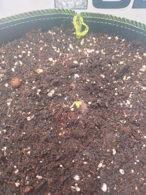 Living Soil Mendo Frost. Week 0
