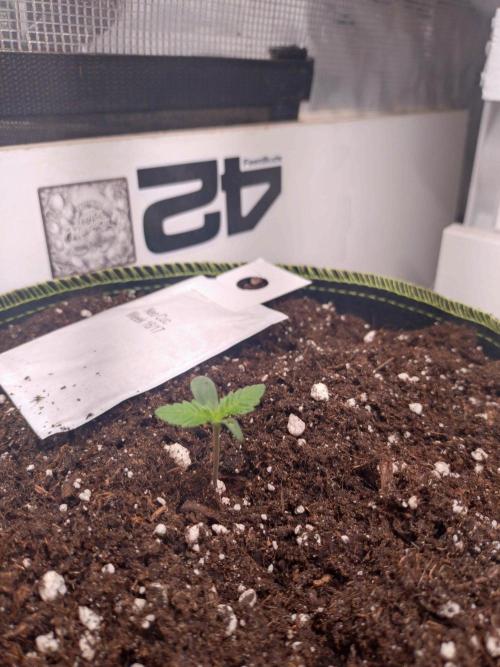 Living Soil Mendo Frost. Week 1 - Die erste geht sehr gut ab!
