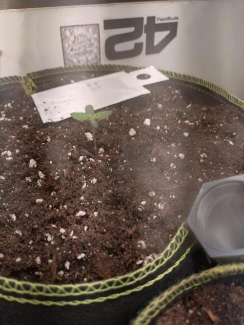 Living Soil Mendo Frost. Week 1