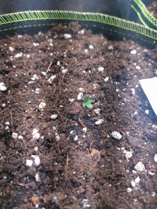 Z42. Week 1