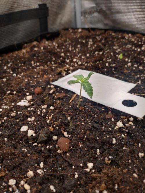 Z42. Week 1