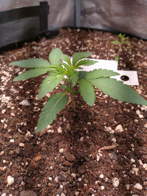 Z42. Week 2