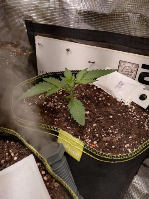 Mendo Frost Auto. Week 2
