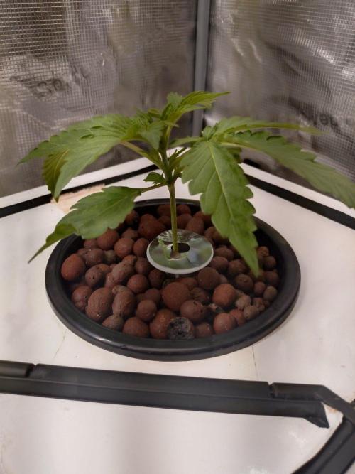 DWC Mendo Frost. Week 3