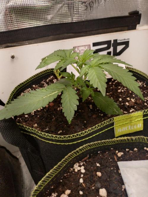 Mendo Frost Auto. Week 3