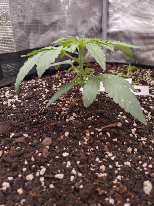 Z42. Week 3