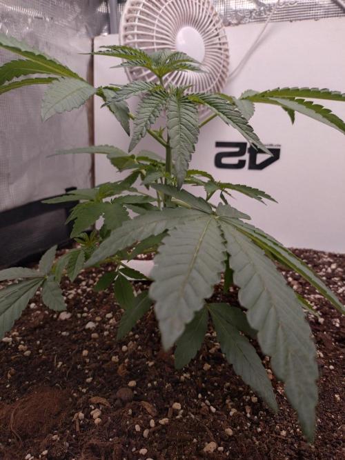Z42. Week 4