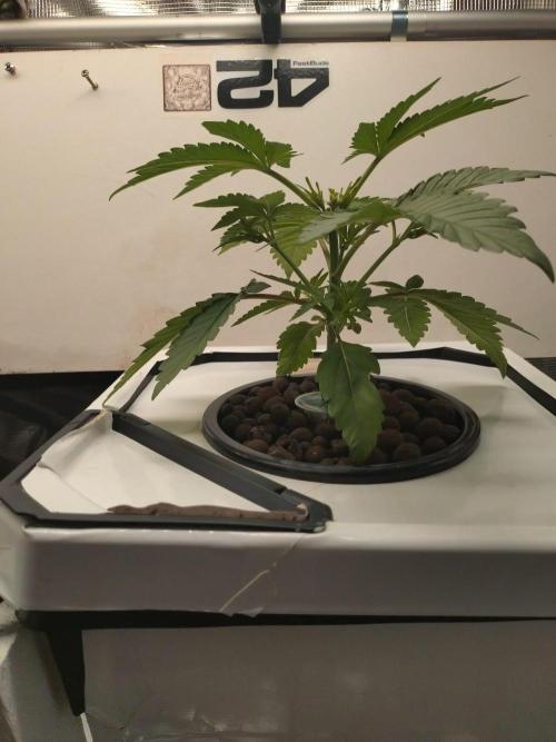 DWC Mendo Frost. Week 4