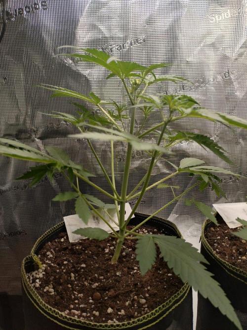 Mendo Frost Auto. Week 4