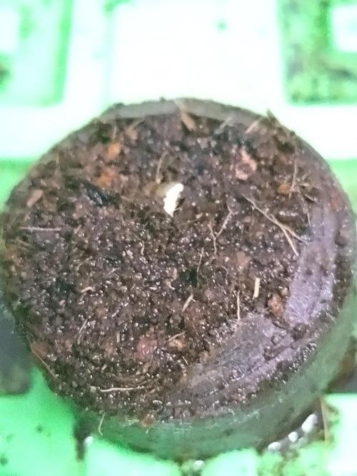 Guava Sundae Auto. Week 0