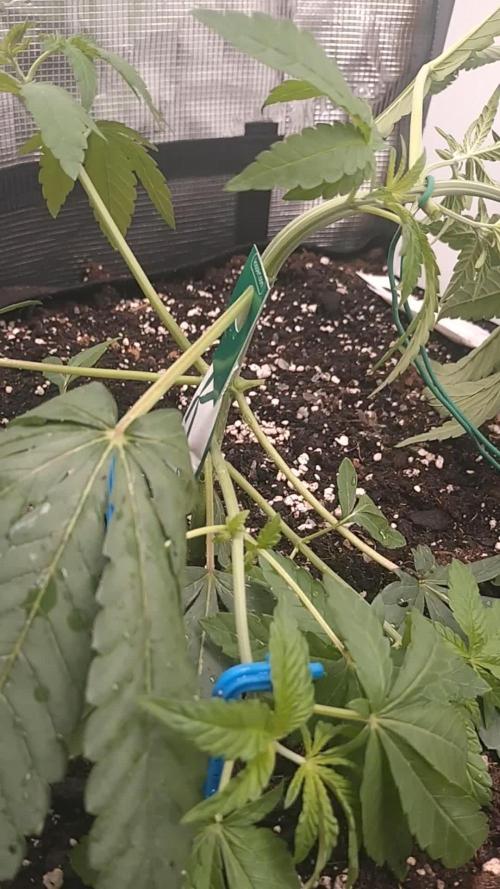Z42. Week 4