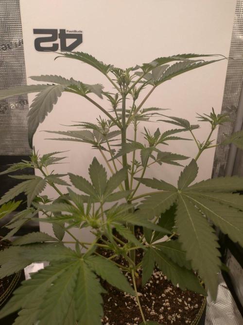 Mendo Frost Auto. Week 4