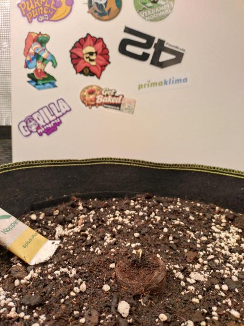 Guava Sundae Living Soil. Week 0