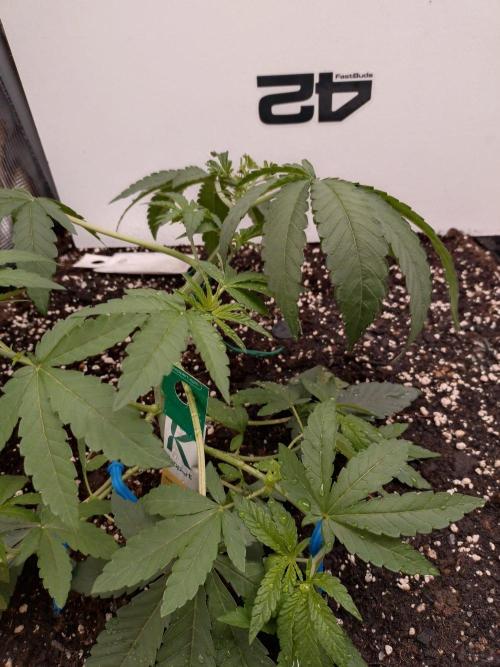 Z42. Week 4