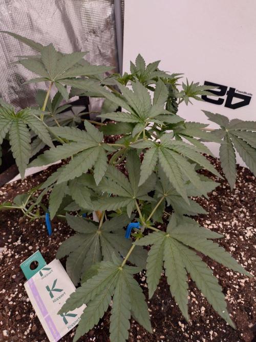 Z42. Week 5