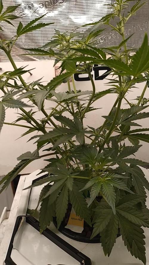 DWC Mendo Frost