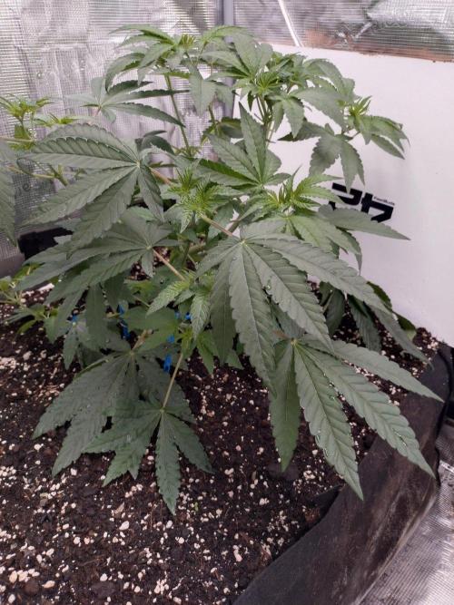 Z42. Week 6