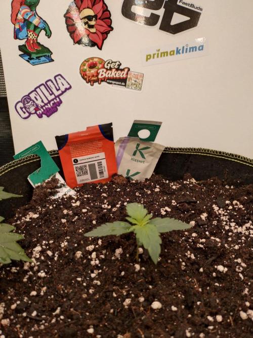Guava Sundae Auto. Week 2