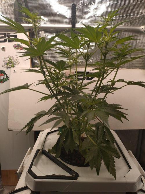 DWC Mendo Frost. Week 6