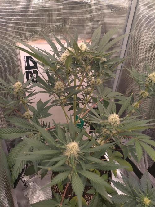 Living Soil Mendo Frost. Week 7