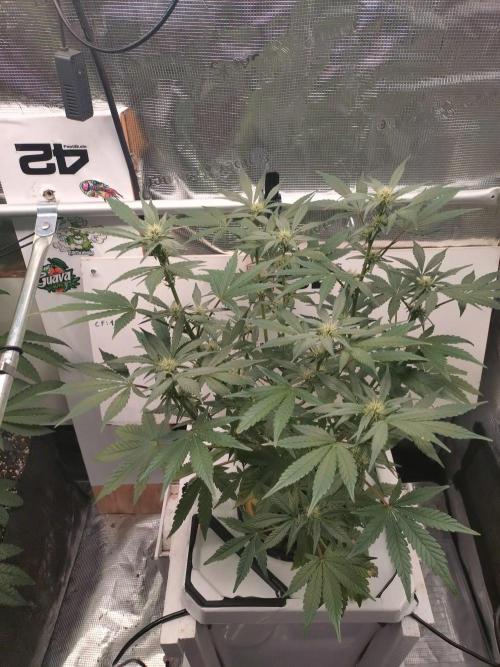Mendo Frost Auto. Week 7
