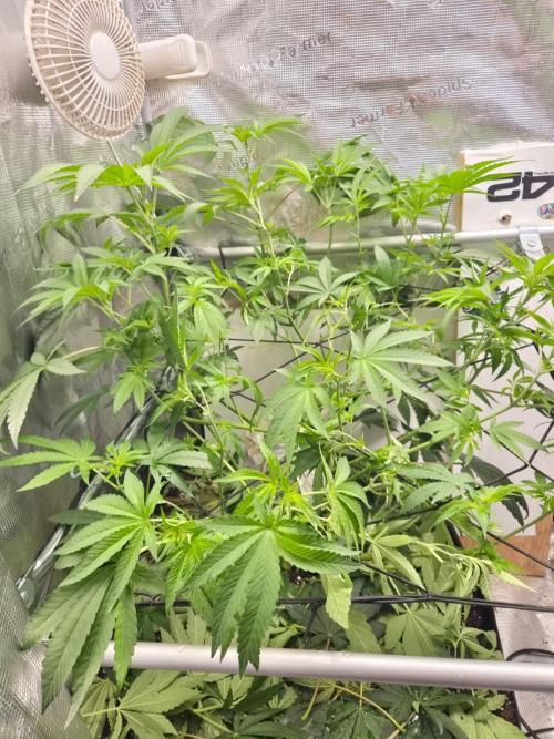 Living Soil Z42 FastBuds. Week 9