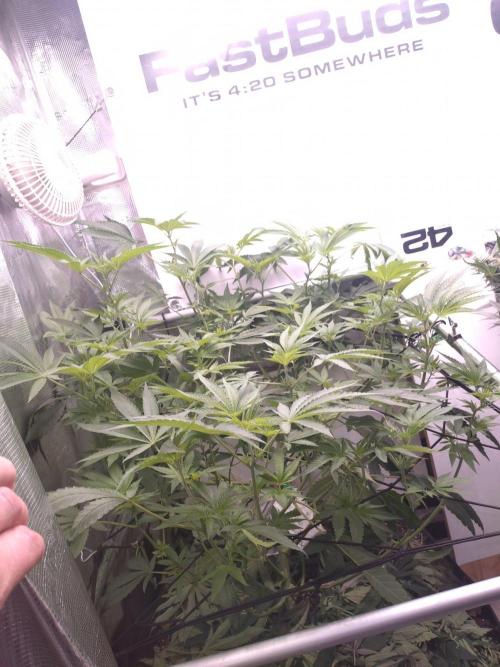 Living Soil Z42 FastBuds. Week 9