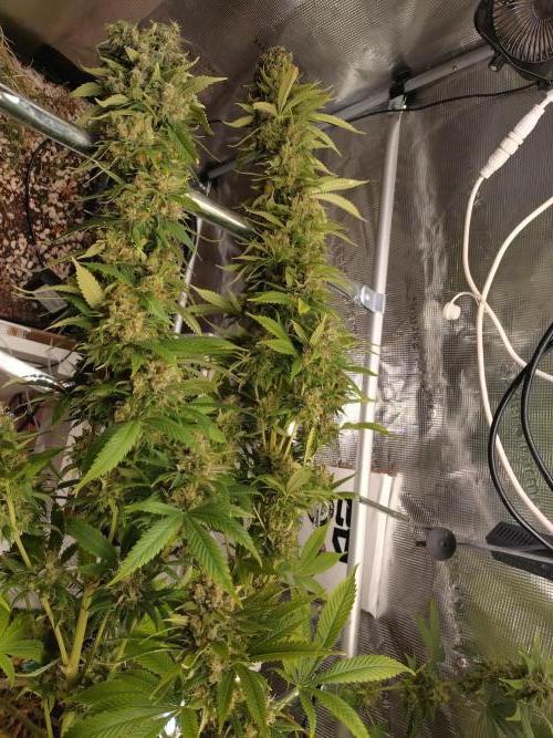 Lemon Mandarin. Week 18
