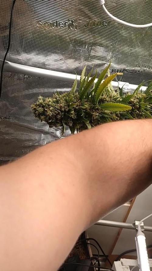 Lemon Mandarin