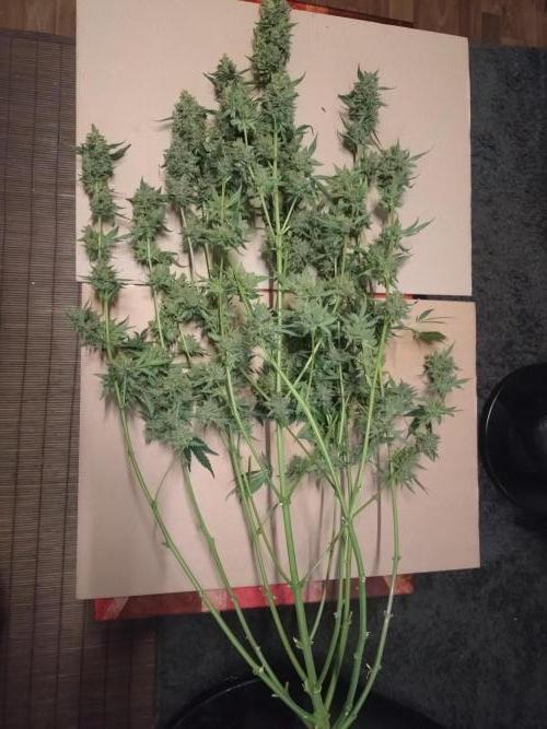 Tropical Butter Sause - DWC. Week 11