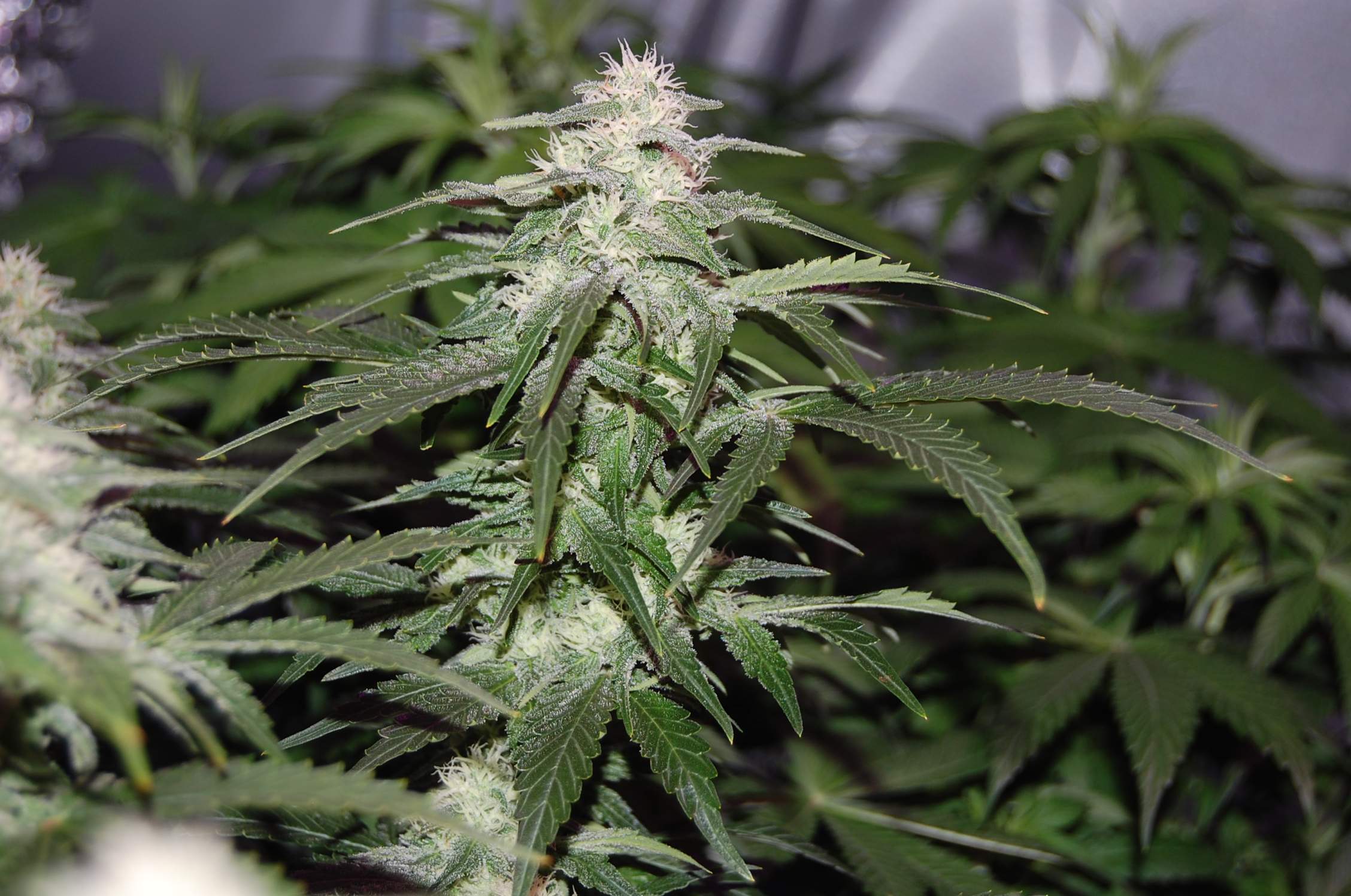 Barney's Farm Peppermint Kush grow diary (journal) week10 by IDOSWED