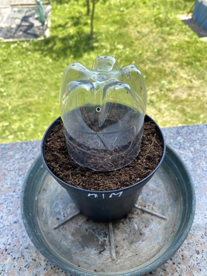 Third outdoor crop. Week 0