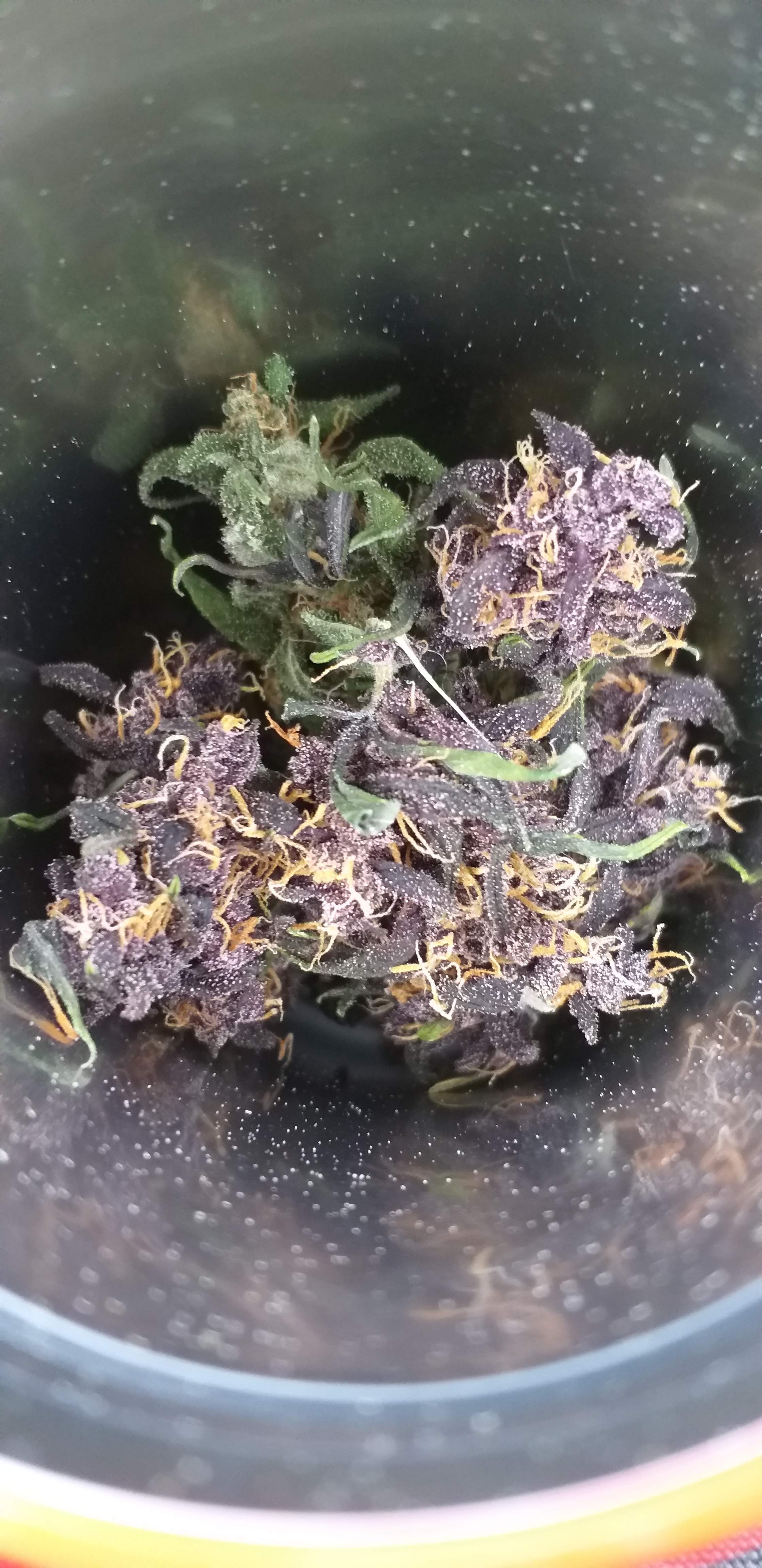 Dutch Passion Auto Blackberry Kush grow diary (journal) week11 by L_i_g