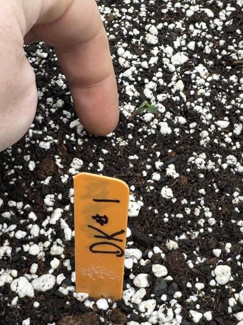 Diamond Killerz by Strayfox. Week 0 - 1 of 10