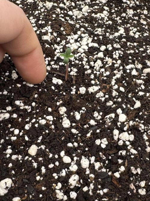 Diamond Killerz by Strayfox. Week 0 - 3 of 10