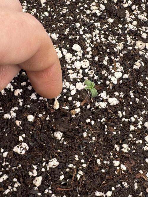 Diamond Killerz by Strayfox. Week 0 - 4 of 10