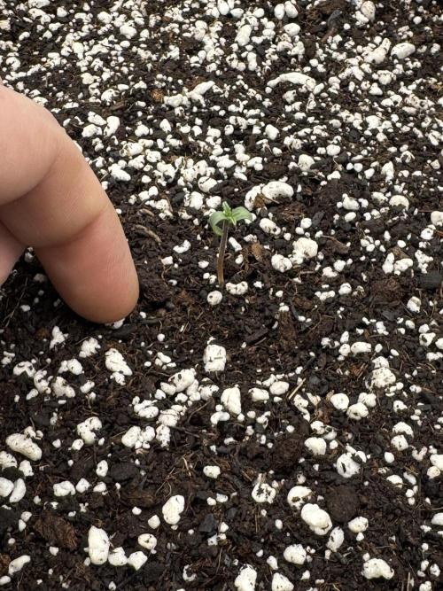 Diamond Killerz by Strayfox. Week 0 - 5 of 10